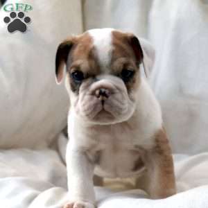 Mistrial, English Bulldog Puppy